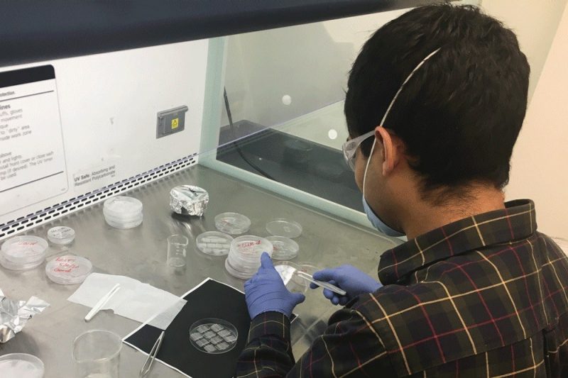 Student analyzing samples in the lab.
