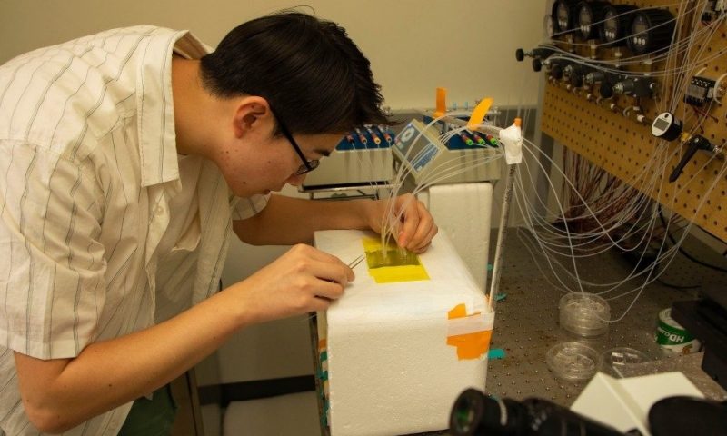Doctoral student working in lab